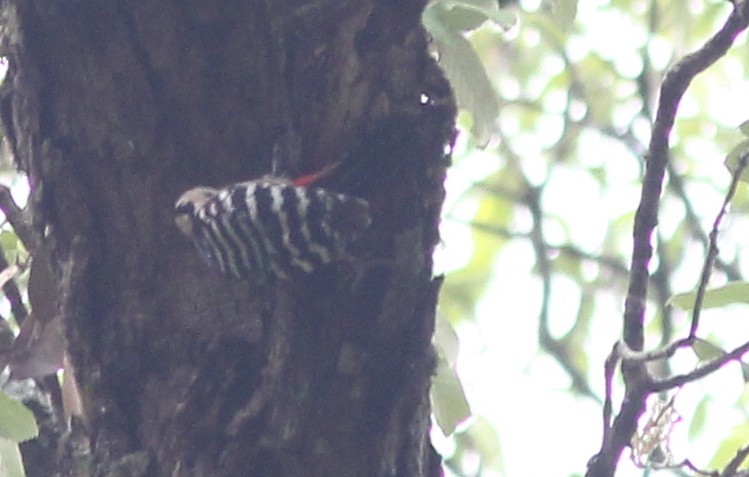 Fulvous-breasted Woodpecker - ML621846301