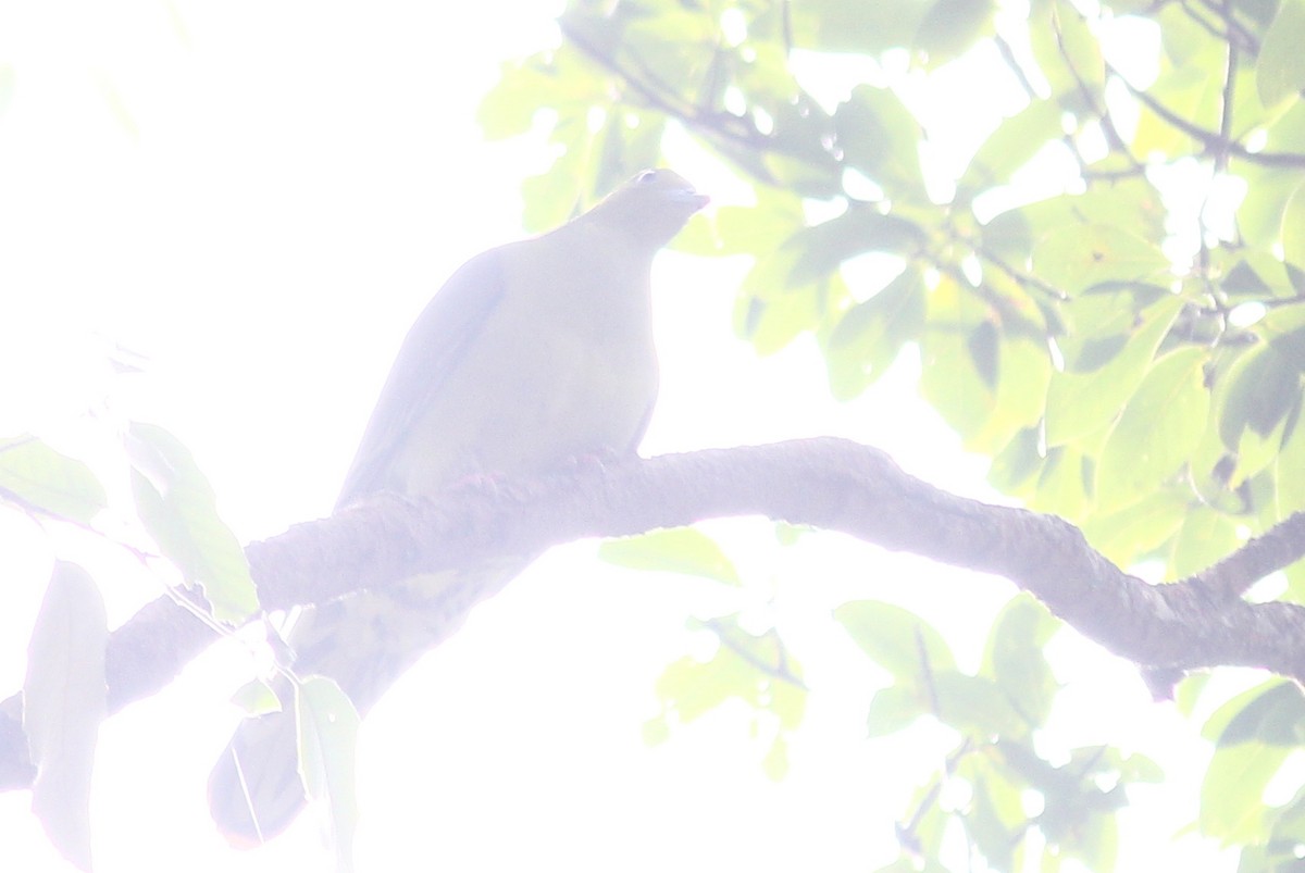 Wedge-tailed Green-Pigeon - ML621846310