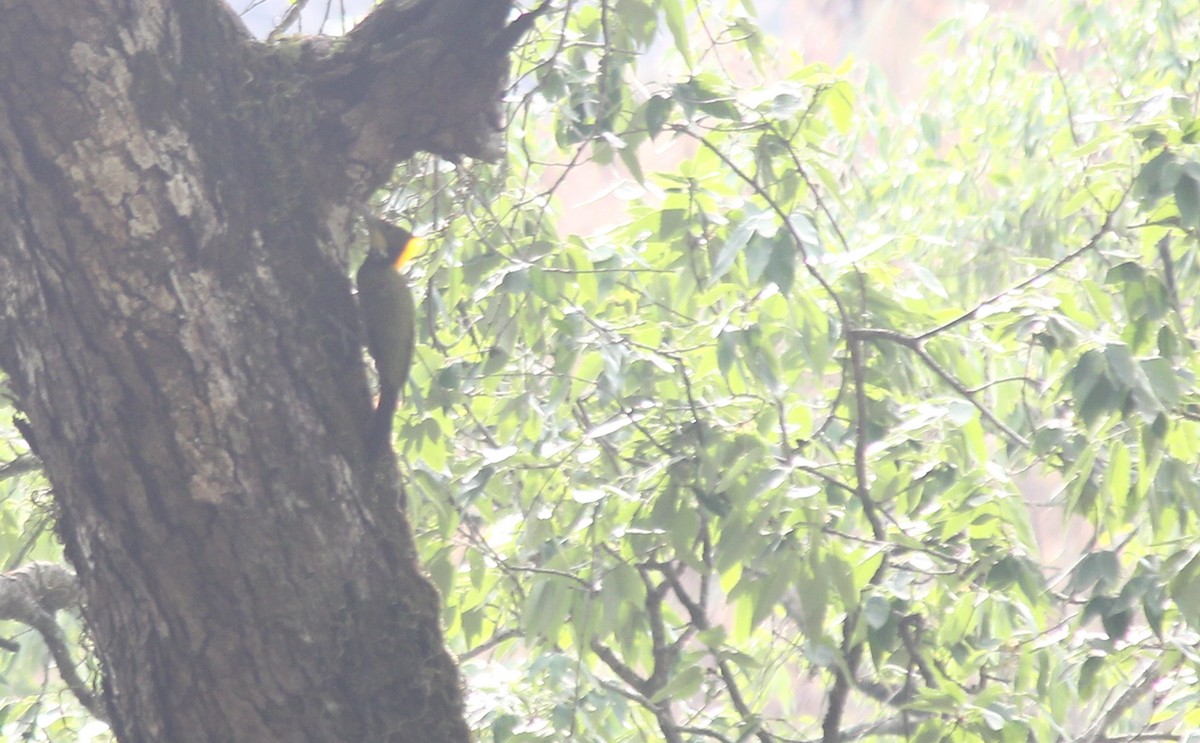 Greater Yellownape - Marsh Alphonso