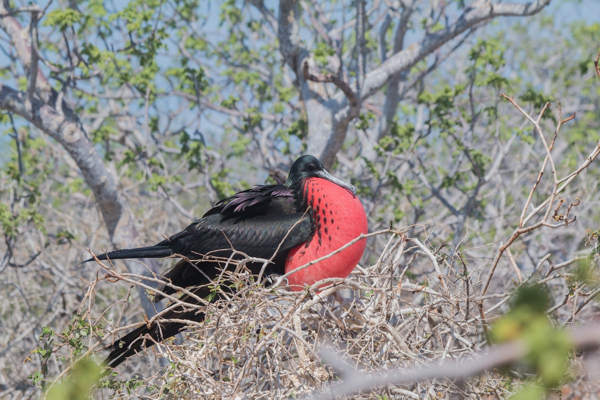 Magnificent Frigatebird - Nancy Davis