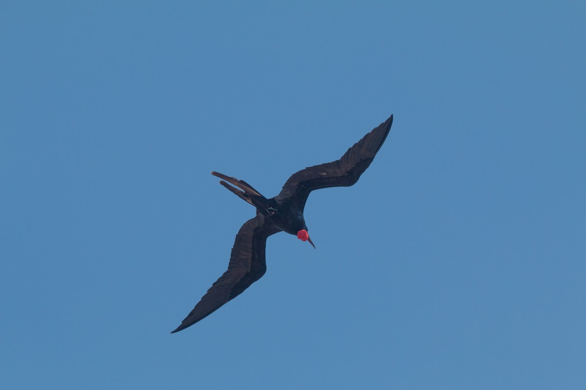 Magnificent Frigatebird - ML621846379