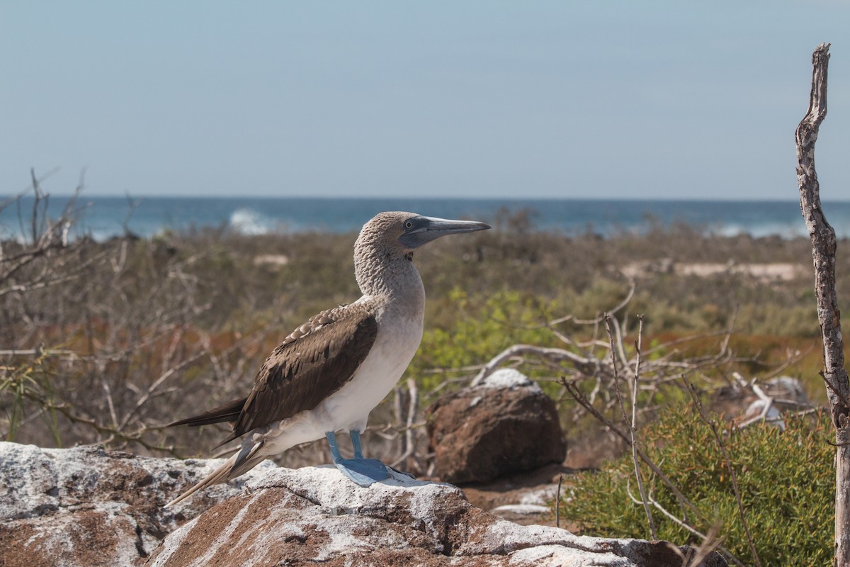 Blue-footed Booby - ML621846384