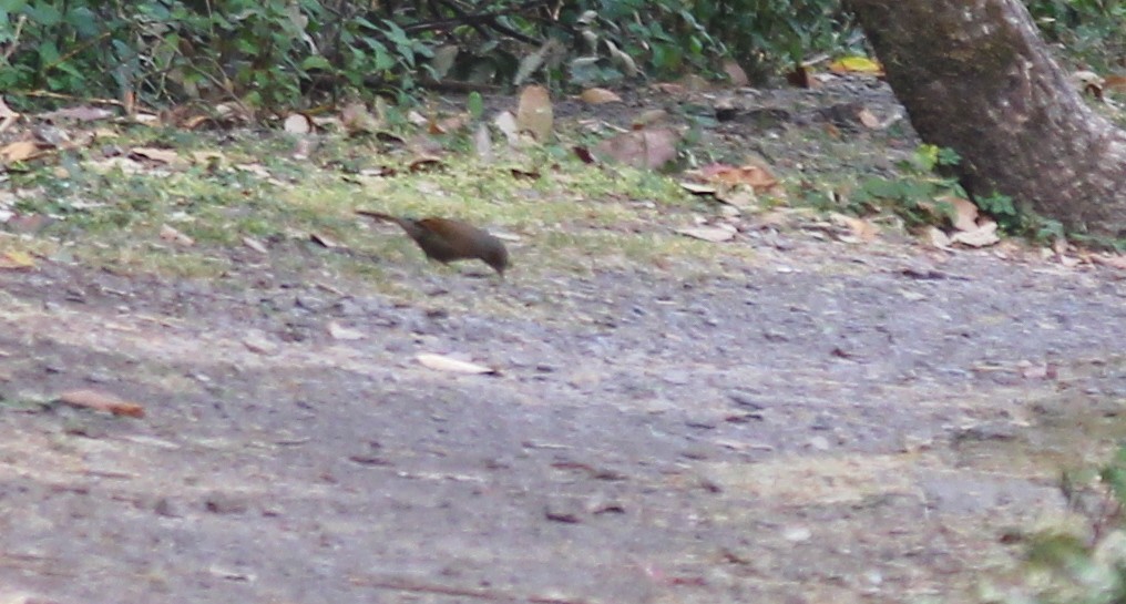 Streaked Laughingthrush - ML621846386