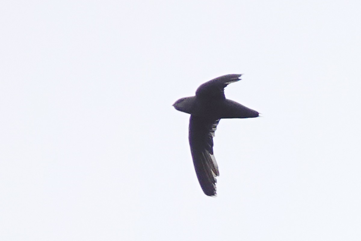 Chimney Swift - ML621846400