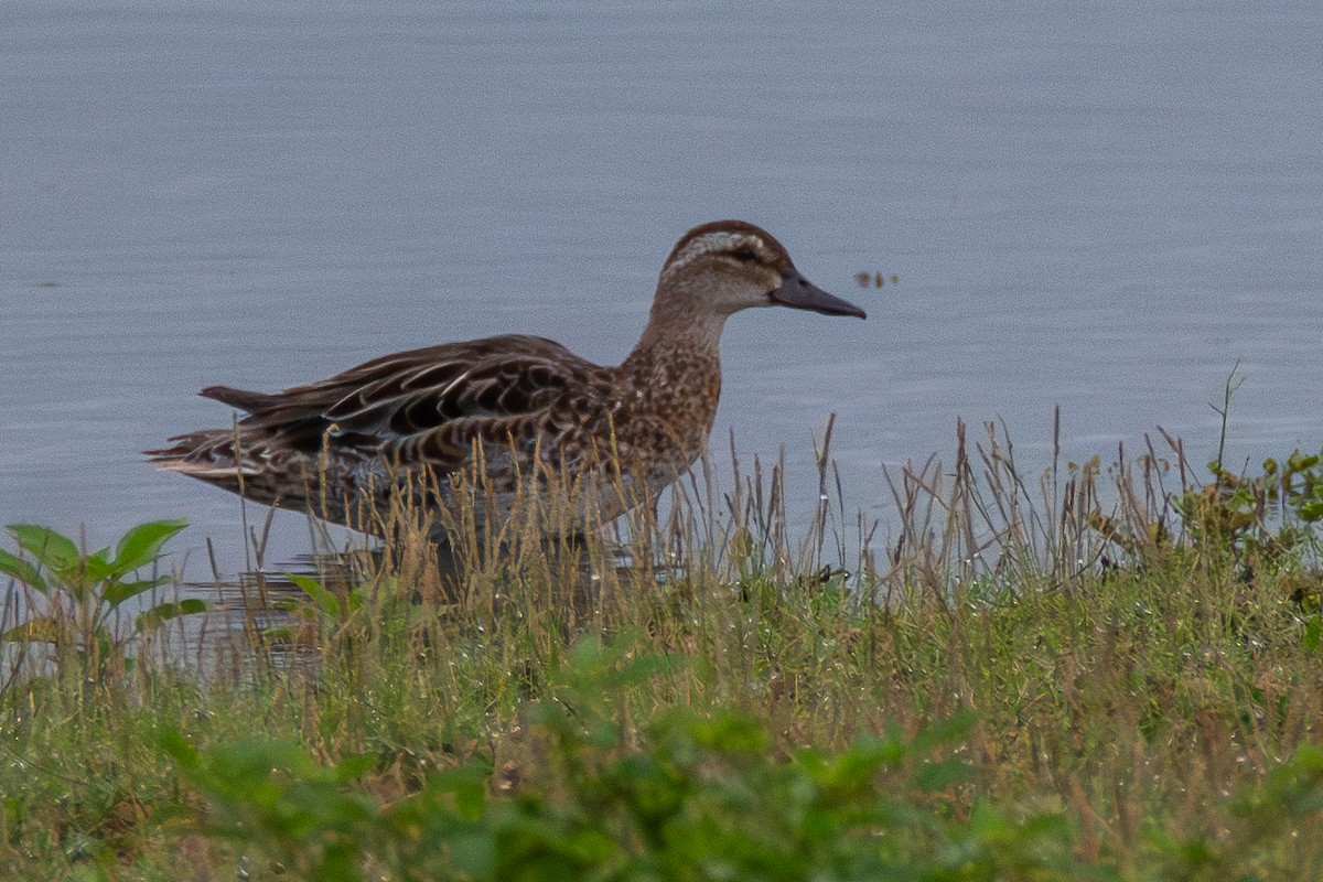 Garganey - ML621846404