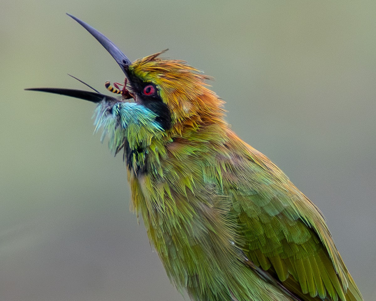 Asian Green Bee-eater - ML621846417