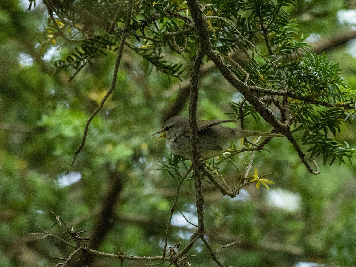 Japanese Bush Warbler (Northern) - ML621846444