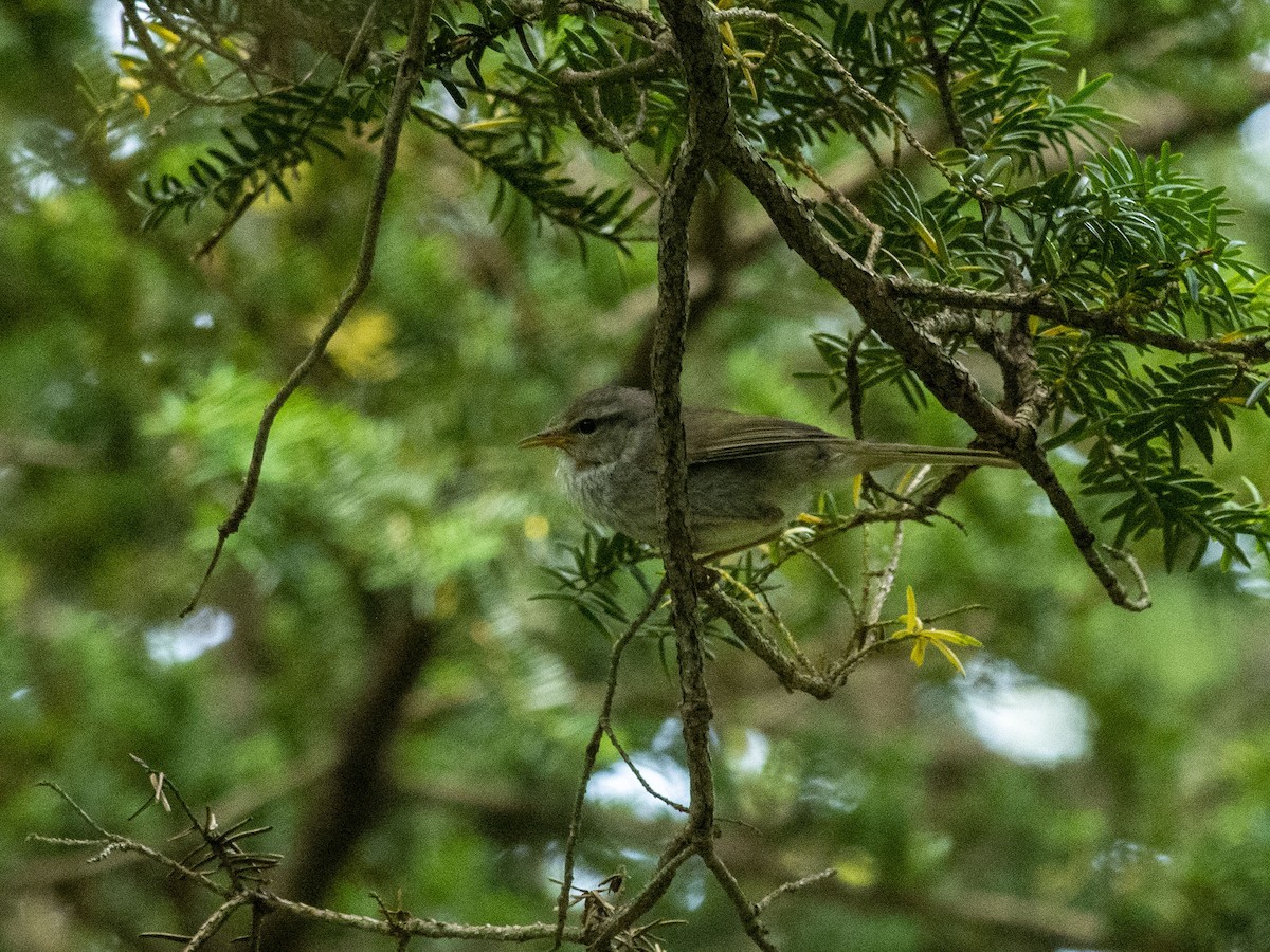 Japanese Bush Warbler (Northern) - ML621846445