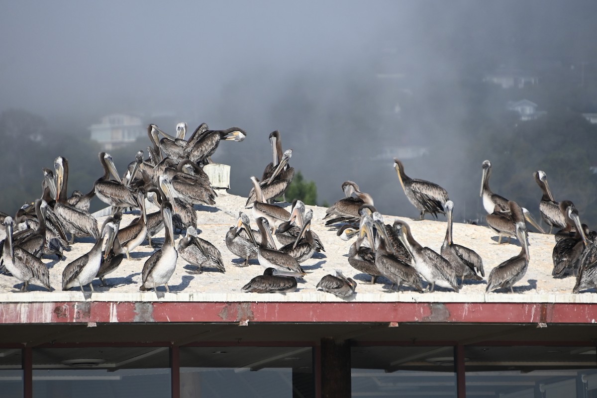 Brown Pelican (California) - ML621846449