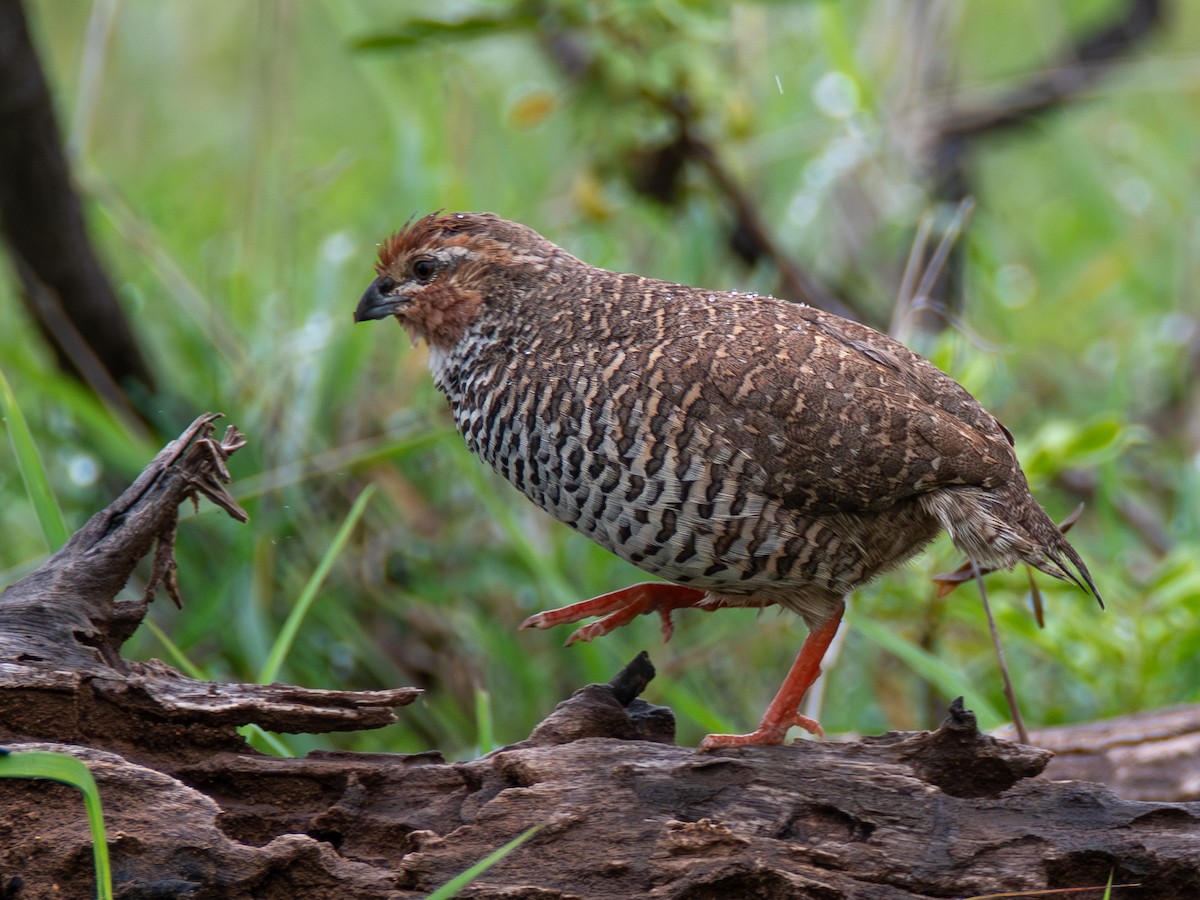 Rock Bush-Quail - ML621846454