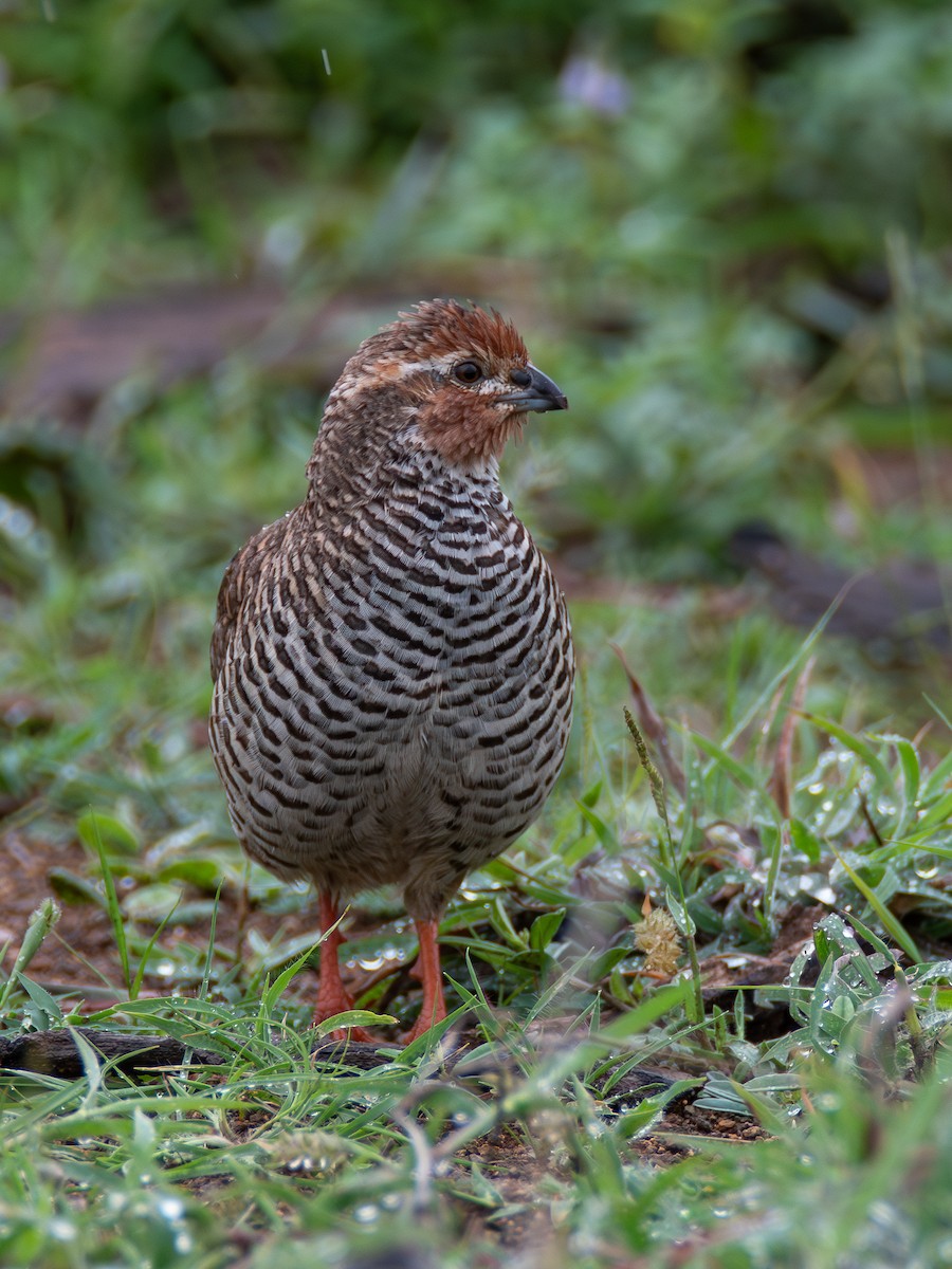 Rock Bush-Quail - ML621846455