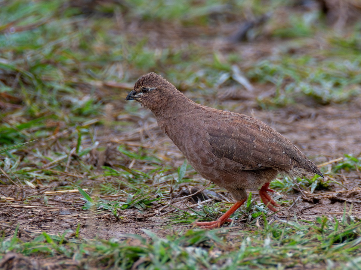 Rock Bush-Quail - ML621846456