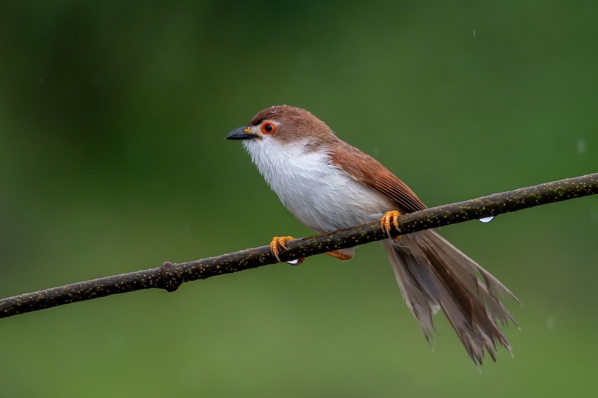 Yellow-eyed Babbler - ML621846479