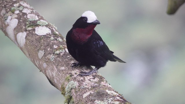 White-capped Tanager - ML621846501