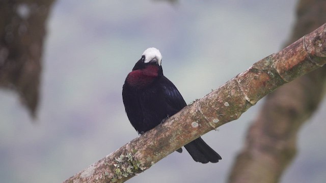 White-capped Tanager - ML621846502