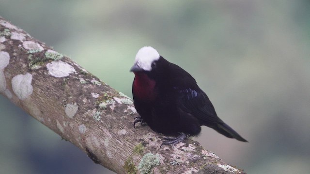 White-capped Tanager - ML621846511