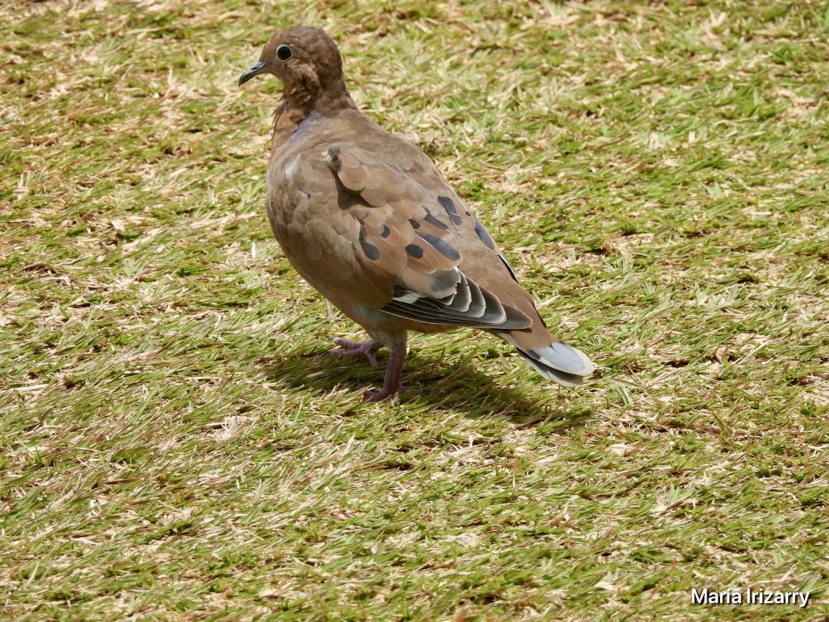 Zenaida Dove - ML621846569