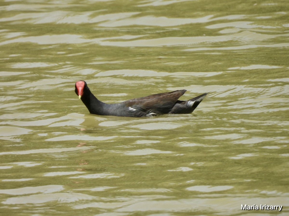 Common Gallinule - ML621846577