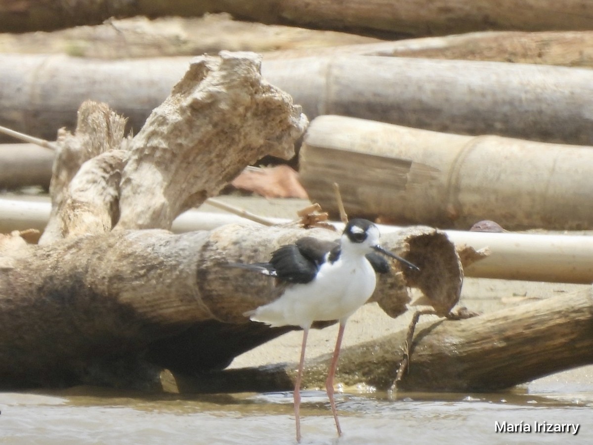 Black-necked Stilt - ML621846586