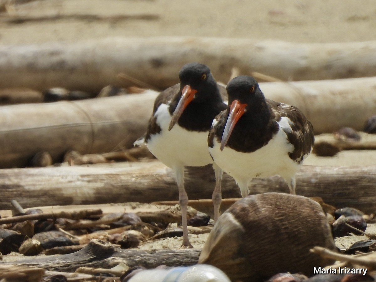 American Oystercatcher - ML621846594