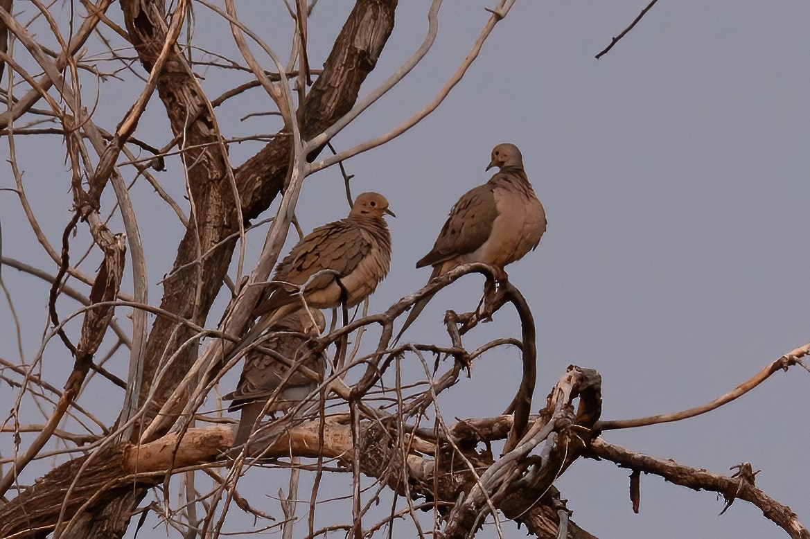 Mourning Dove - ML621846597