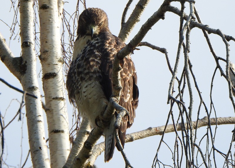 Red-tailed Hawk - ML621846600