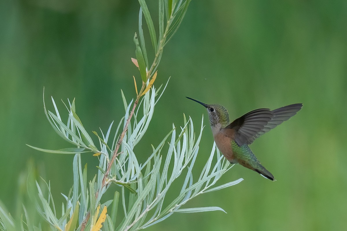 Broad-tailed Hummingbird - ML621846602