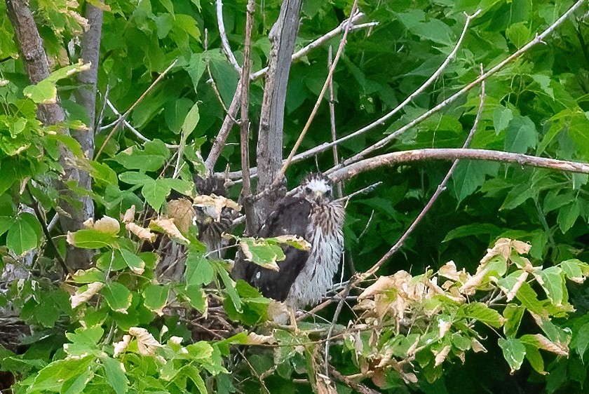 Cooper's Hawk - Debbie Zelkowitz