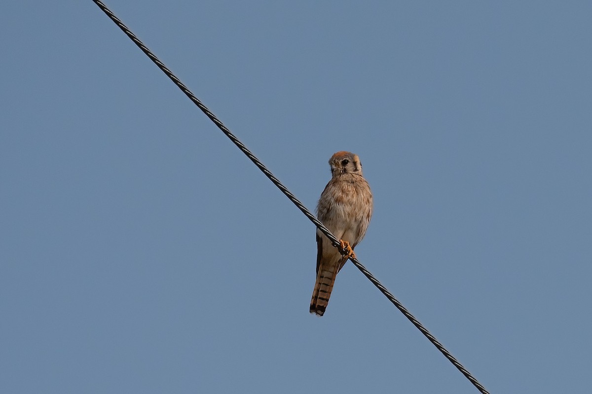 American Kestrel - ML621846629