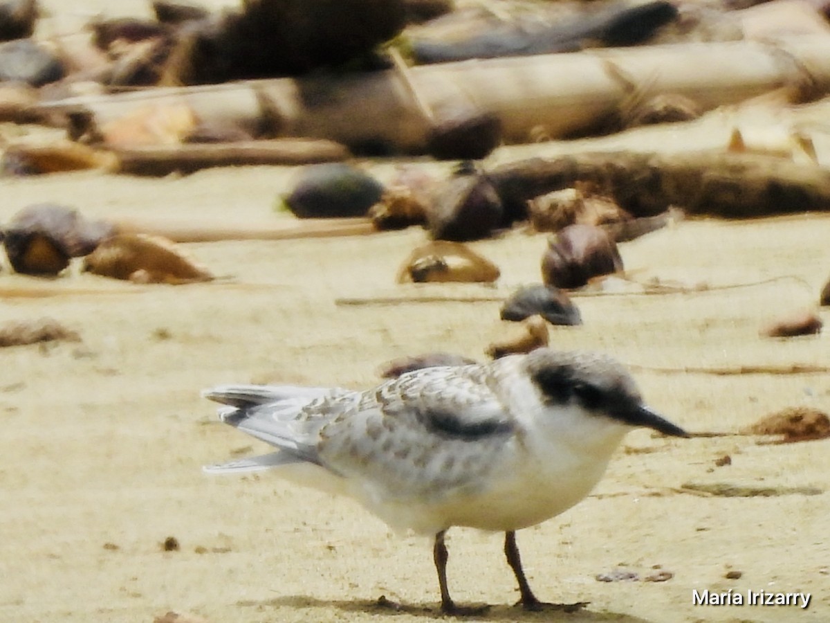 Roseate Tern - ML621846643