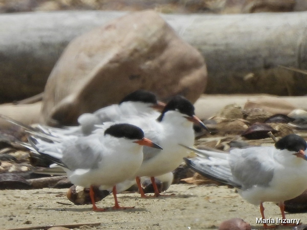 Roseate Tern - Maria del R Irizarry Gonzalez