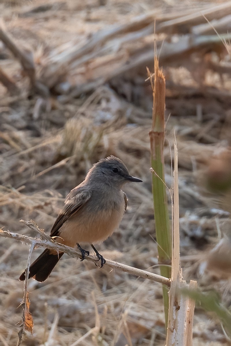 Say's Phoebe - ML621846647