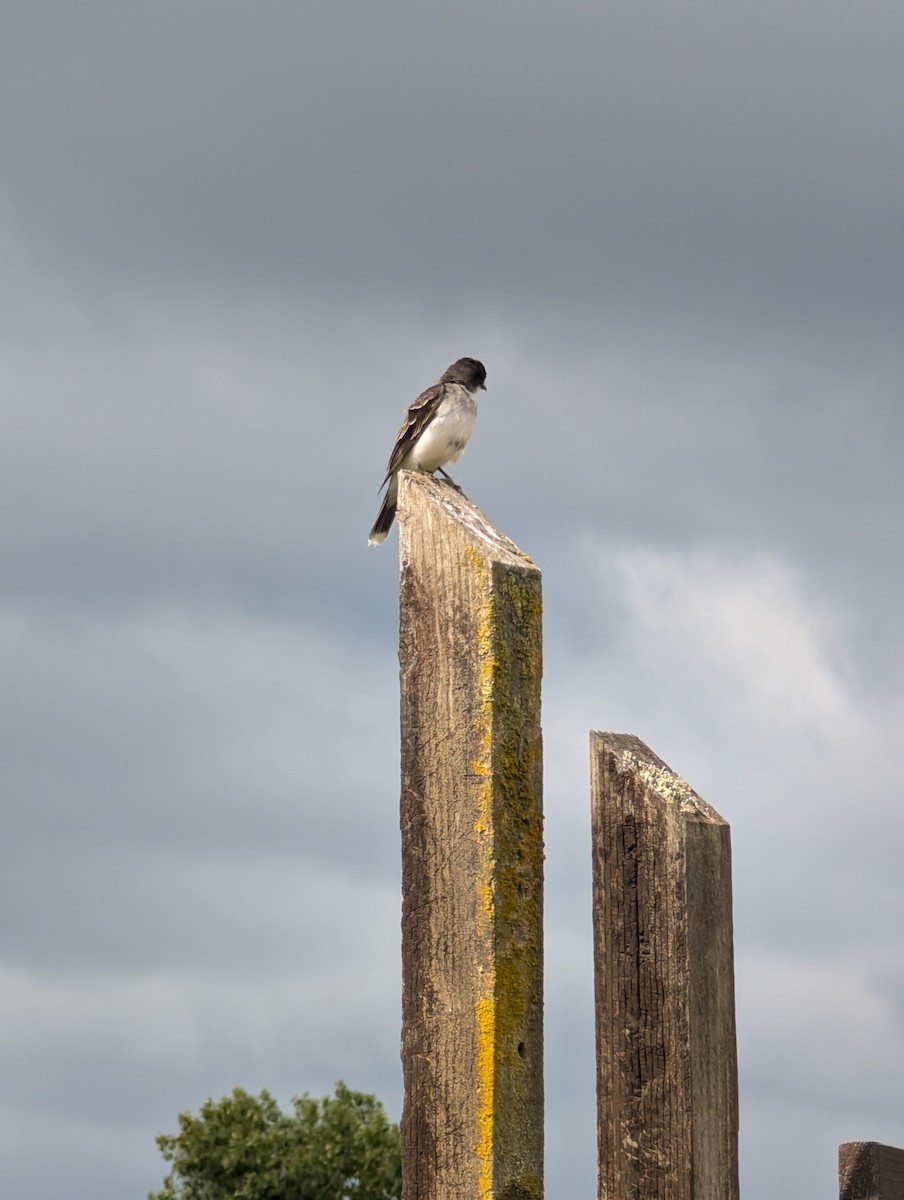 eBird Checklist 25 Jul 2024 Sauvie IslandRaccoon Point 12 species