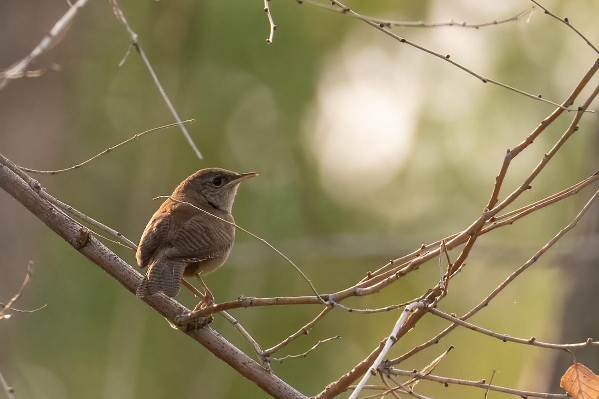 House Wren - ML621846653