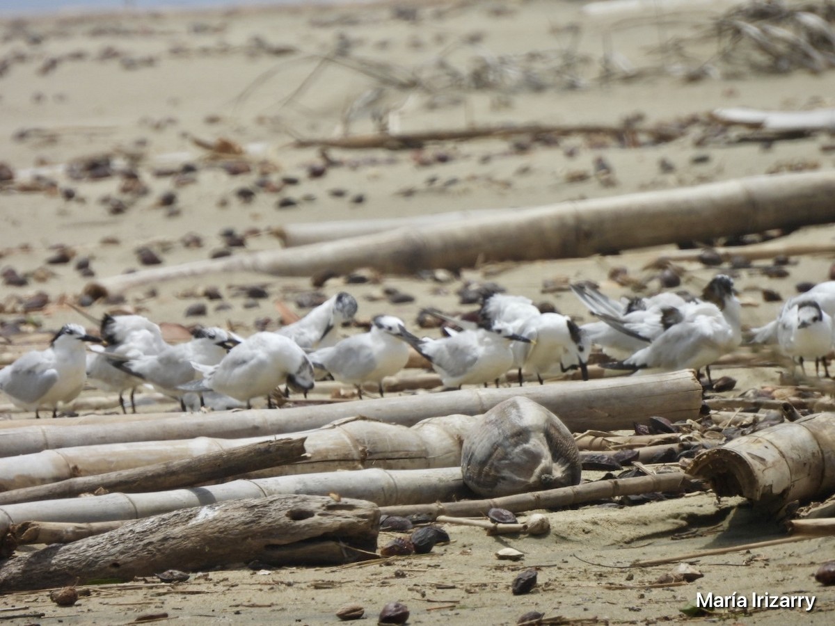 Sandwich Tern - ML621846668