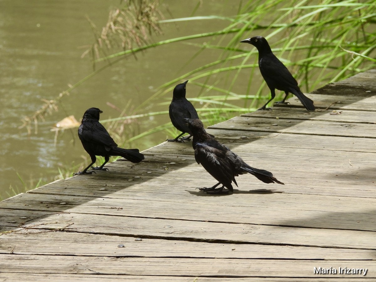 Greater Antillean Grackle - ML621846673