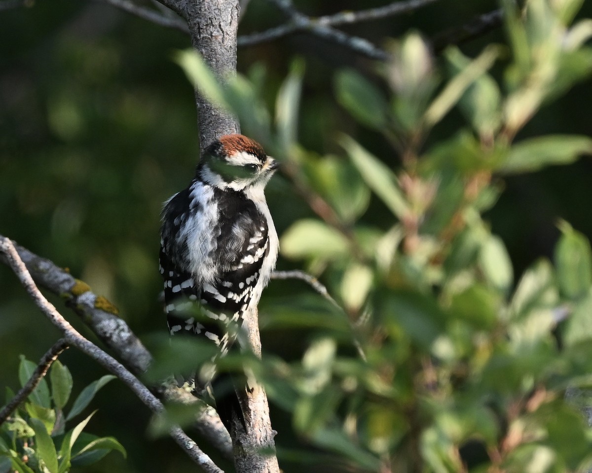 Downy Woodpecker - ML621846730