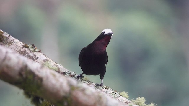 White-capped Tanager - ML621846742