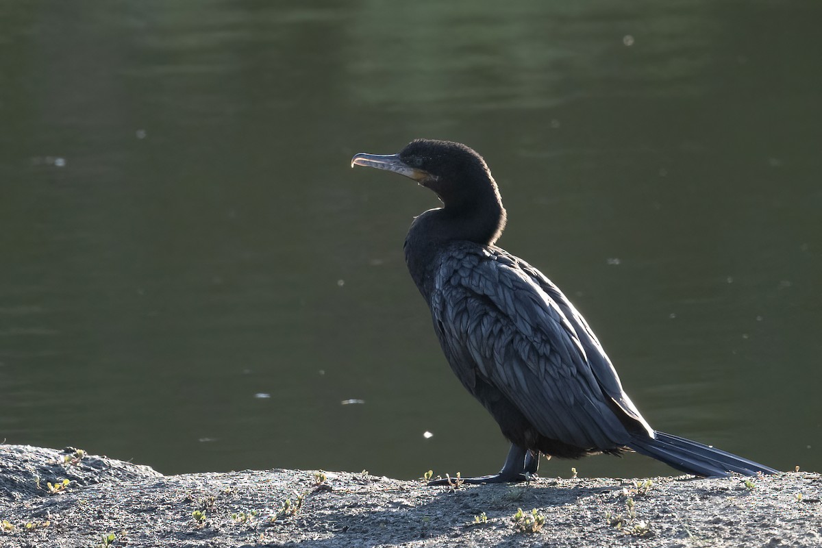 Neotropic Cormorant - ML621846789