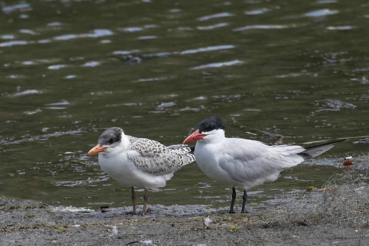 Caspian Tern - ML621846798