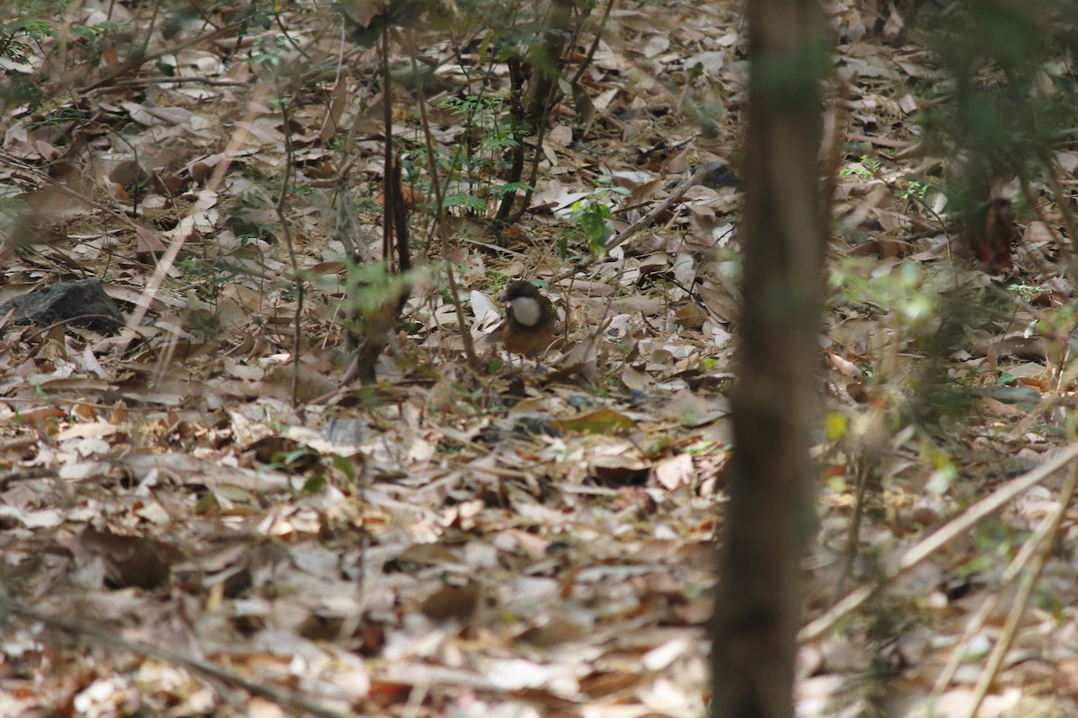 White-throated Laughingthrush - ML621846804