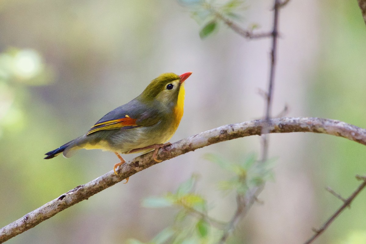 Red-billed Leiothrix - ML621846811