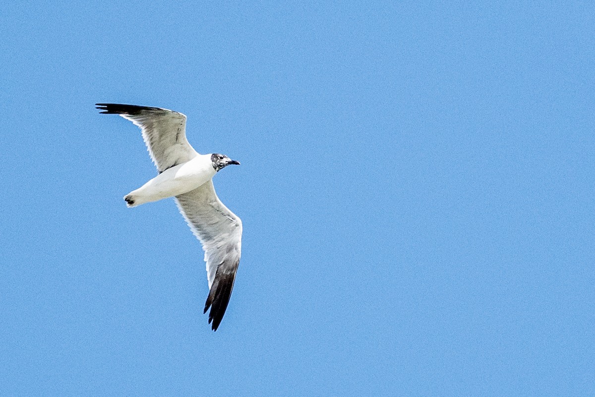 Laughing Gull - ML621846905