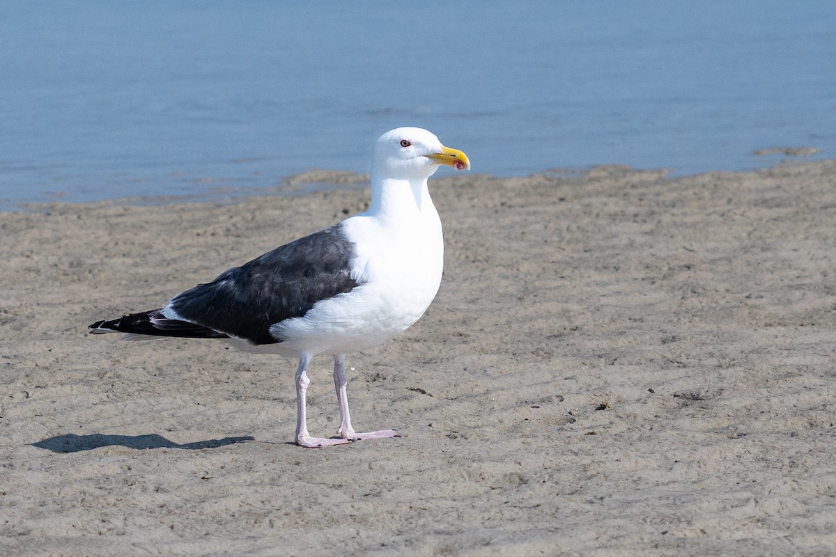 Great Black-backed Gull - ML621846910