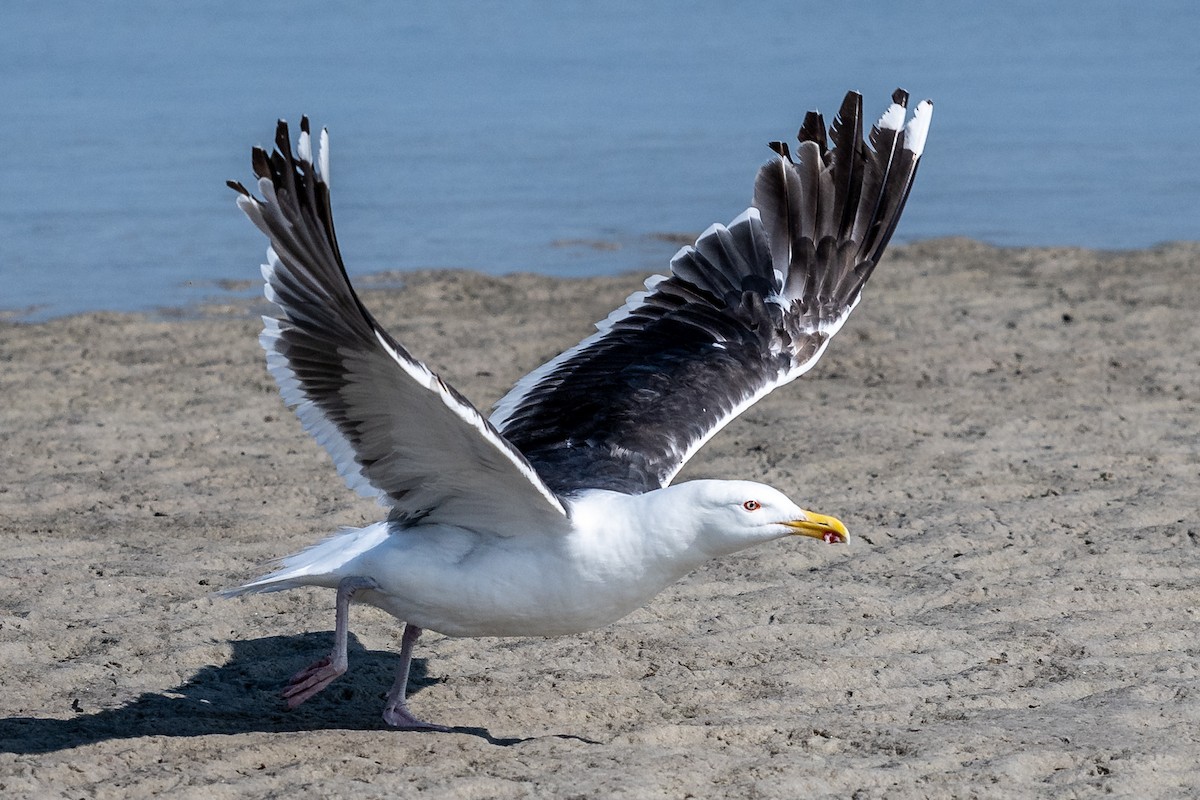 Great Black-backed Gull - ML621846911