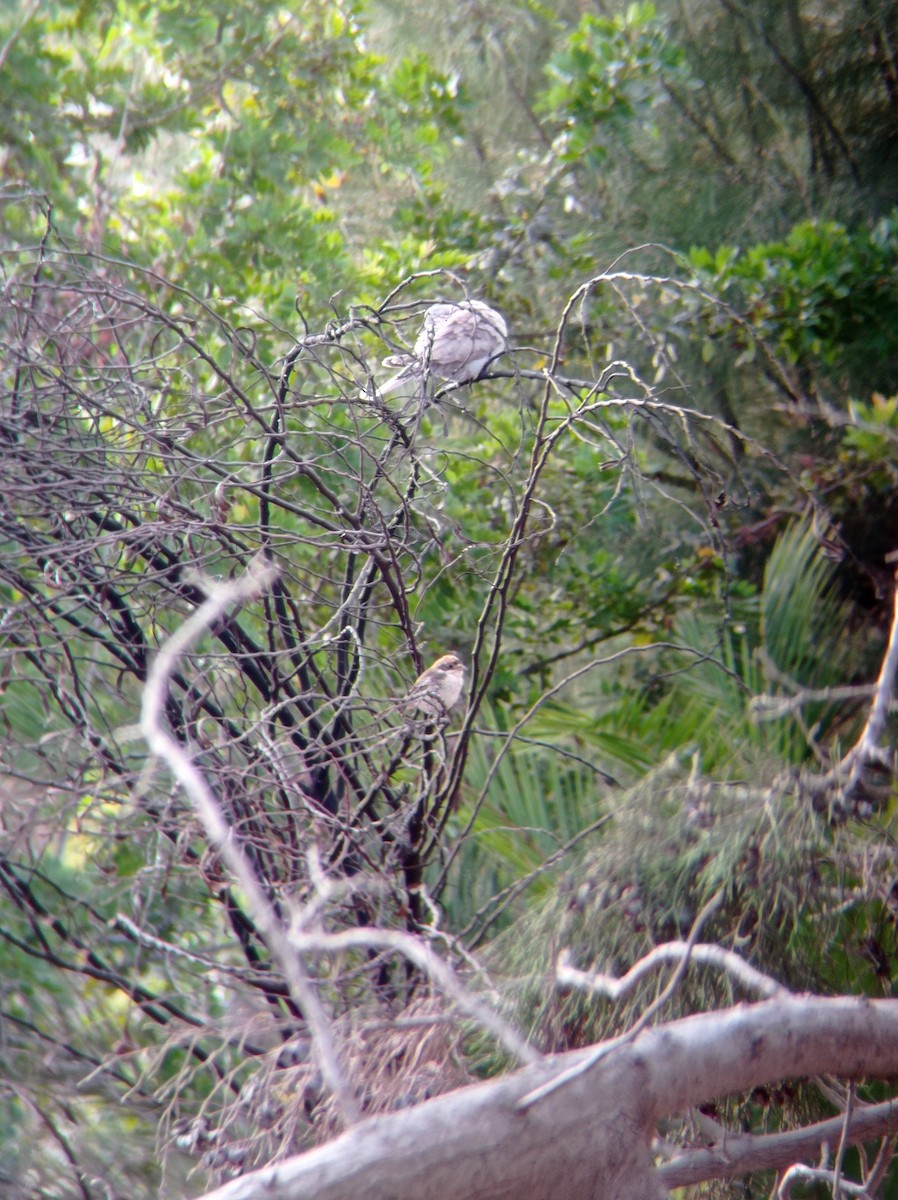 Woodchat Shrike - ML621846955