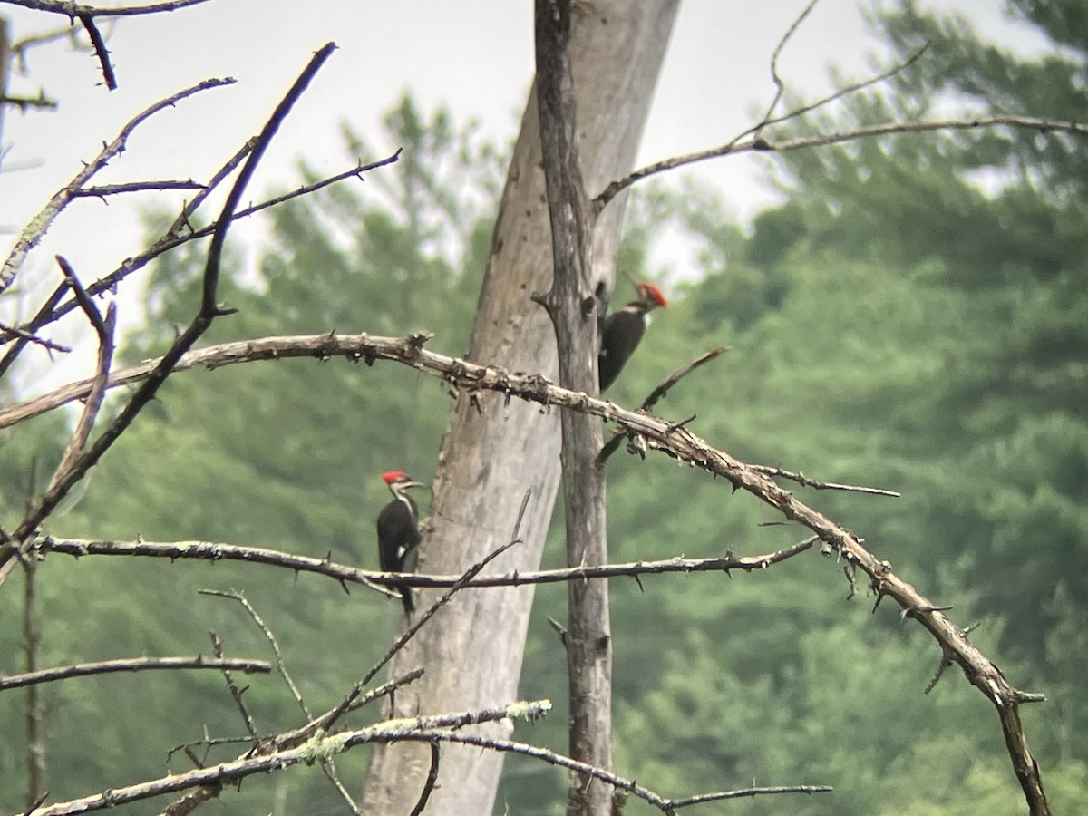 Pileated Woodpecker - ML621846968