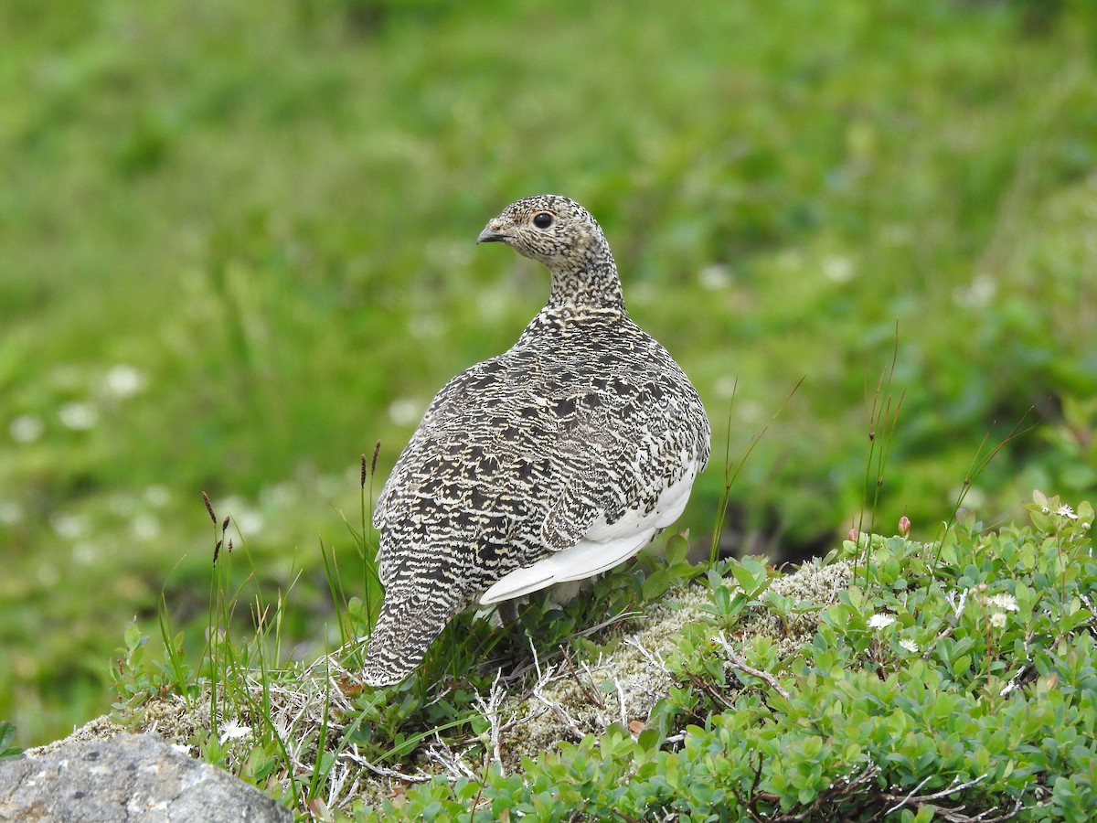 Alpenschneehuhn - ML621846975