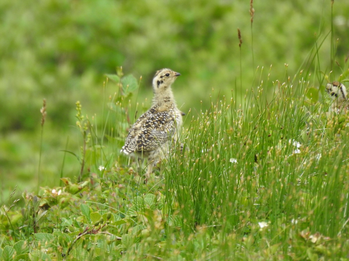 Rock Ptarmigan - ML621846977