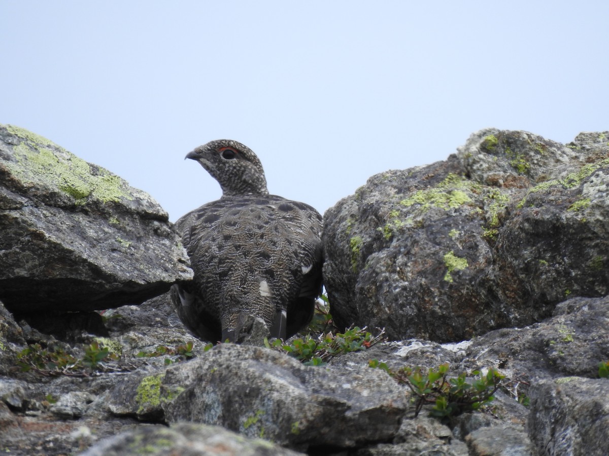 Rock Ptarmigan - ML621846978